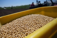 中国为何突然大量进口美国玉米？将如何影响中国？