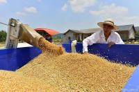 小麦全面涨价已经势不可挡 市场供需紧张推高价格