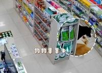 两只狗偷药：一个打掩护一个负责偷 狗狗默契配合！