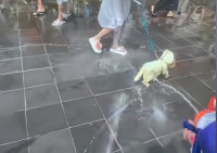 小狗参与泼水节被围攻 主人澄清无伤害