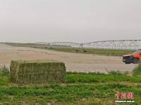 新疆持續(xù)推進塔克拉瑪干沙漠鎖邊工程 織密“綠圍脖”