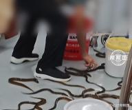南京地铁几十条黄鳝出逃爬满车厢 乘客帮忙抓引发讨论