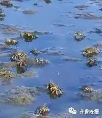 現(xiàn)場：蝦蟹被沖上岸 有游客撿一百多斤,！