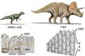 恐龙如何换牙？古生物学者揭秘古老角龙换牙方式