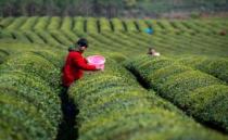 “中国茶”里的文化自信