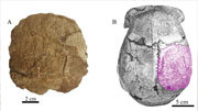 我国科研团队在周口店北京人遗址新发现古人类顶骨化石