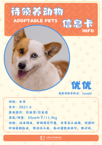 优优-狗-2021年4月