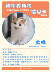 大橘-猫-2022年1月
