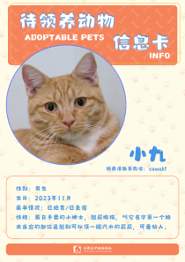 小九-猫-2023年11月