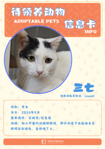 三七-猫-2024年9月