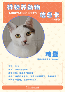 糖豆-猫-2024年10月