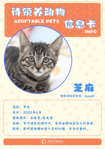 芝麻-猫-2025年4月