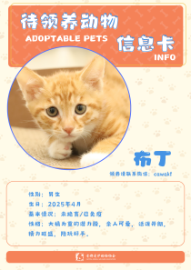 布丁-猫-2025年4月