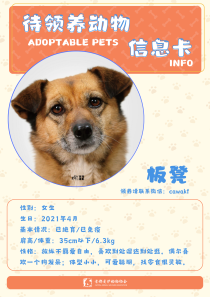 板凳-狗-2021年4月