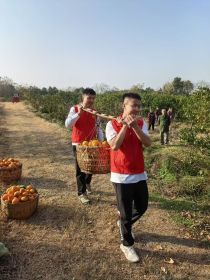 平安产险湖北分公司连续三年暖心助农：滞销桔子变身爱心礼物