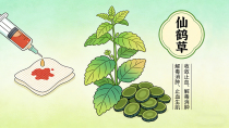 ​收敛止血，解毒疗伤——仙鹤草