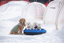 短腿天团滑雪初尝试，五只萌汪雪场撒欢