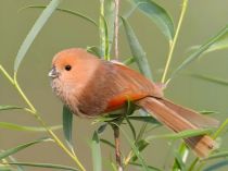 国际爱鸟日｜检护羽影，共绘江湖生态新画卷