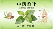 疏散风热、清肺润燥——桑叶