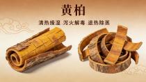 清热燥湿、泻火解毒、退热除蒸——黄柏
