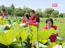 红莲湖“AiLu”志愿者助农采摘义卖解民忧