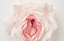 上榜名单：重庆比较出名的私密整形医院排名榜“详情公布”重庆军科整形美容医院私密整形榜单top前三