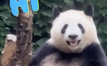 太会营业了！大熊猫和叶对游客飞吻 网友：“男明星”实锤了