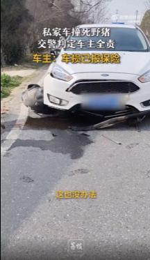 私家车撞死野猪 车主被判定全责