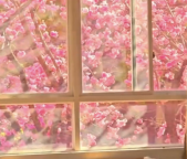 别眨眼！教室外满眼樱花时光都温柔了