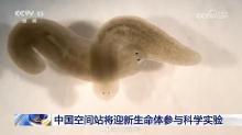 中国空间站将迎皮肤可再生的涡虫 探索生命再生之谜