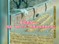 男子拍下猫抓老鼠瞬间 鼠目寸光现形记