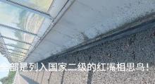 当地谈高速附近出现大量死鸟 红嘴相思鸟撞隔音墙