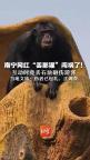 當?shù)鼗貞獊G那猩丟石塊砸游客 游客已無大礙