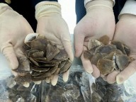 海關(guān)查獲人身藏匿走私穿山甲鱗片 944.34克鱗片被繳獲