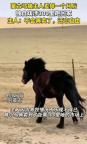 蒙古馬被賣(mài)掉后獨(dú)自跋涉300里跑回家 忠誠(chéng)的眼淚訴說(shuō)歸途