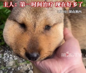 小狗上山被蛇咬傷臉腫成表情包 小狗被蛇咬傷主人稱這是第二次了