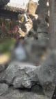 苏州狮子林枇杷遭游客攀折 文明旅游亟待加强