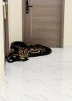 泰國住戶不滿鄰居違規(guī)養(yǎng)狗放蛇示威！