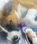 安徽一高校內兩只流浪狗中毒身亡 疑似遭人投毒