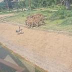 動物園灰鶴誤入虎園遭七虎圍獵 野生鶴誤入悲劇