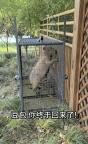 越獄豆包自行回家胖了一斤多 兩個(gè)月后平安歸來