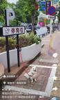 湖南一商業(yè)街現(xiàn)1平米停狗位 創(chuàng)意打卡點(diǎn)引發(fā)熱議