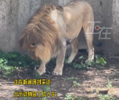 幼貓誤入獅園被叼走 北京動物園回應(yīng)：小貓已被救助,，還活著