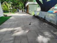 園方回應白云兒童公園有蛇 已設捕蛇籠加強警戒