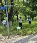 有人在北京公園摘了20斤觀賞杏 園方提醒存在健康風(fēng)險