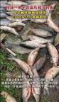 男子釣魚觸電致4千斤魚被電死 高壓線下悲劇再發(fā)