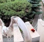 海鷗降落失敗被同類(lèi)瘋狂嘲笑
