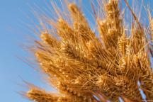 小麦“跌冒烟”了！11月8日小麦报价 市场情绪急转直下