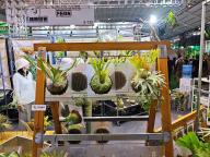 年轻人热捧的“带锦热植”是什么 独特叶色引领潮流