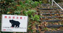 日本熊智商进化,装死反杀猎人 熊患频发引警惕